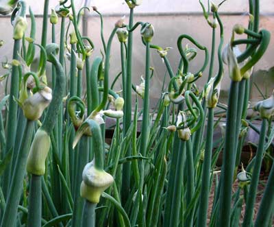 Egyptian Walking Onion (Tree Onion), bulk size: 3 oz.